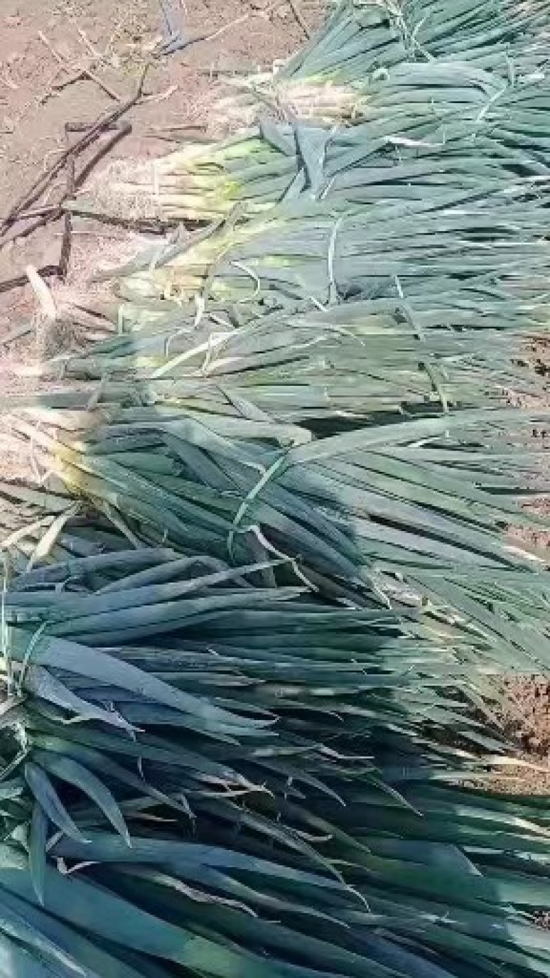 精品大葱:葱白又直又长，粗度好口感好。