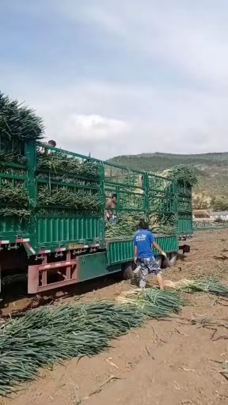 精品大葱:葱白又直又长，粗度好口感好。