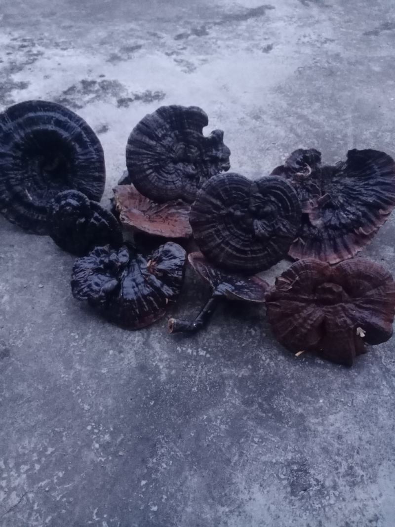 纯野生灵芝