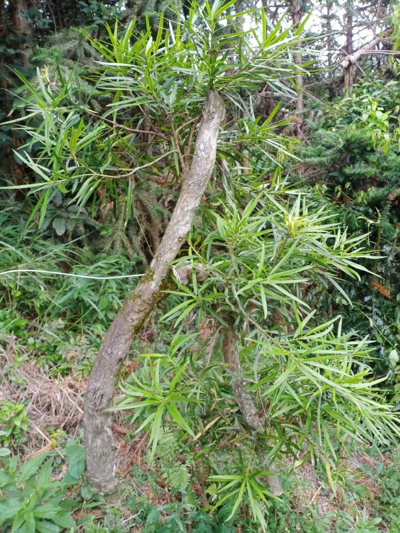 纯野生灵芝