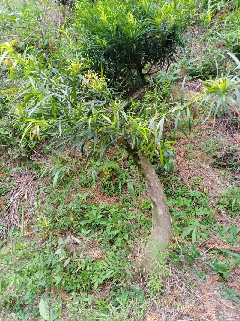 纯野生灵芝