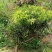 纯野生灵芝