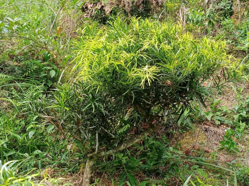 纯野生灵芝
