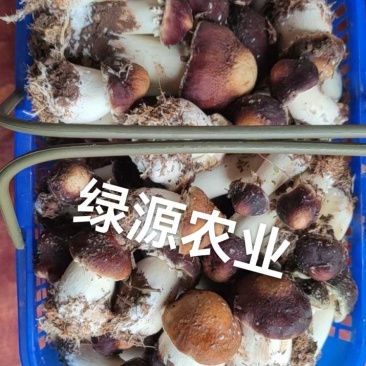 大球盖菇菌种。好种出好菇，黑龙江省绥化市北林区