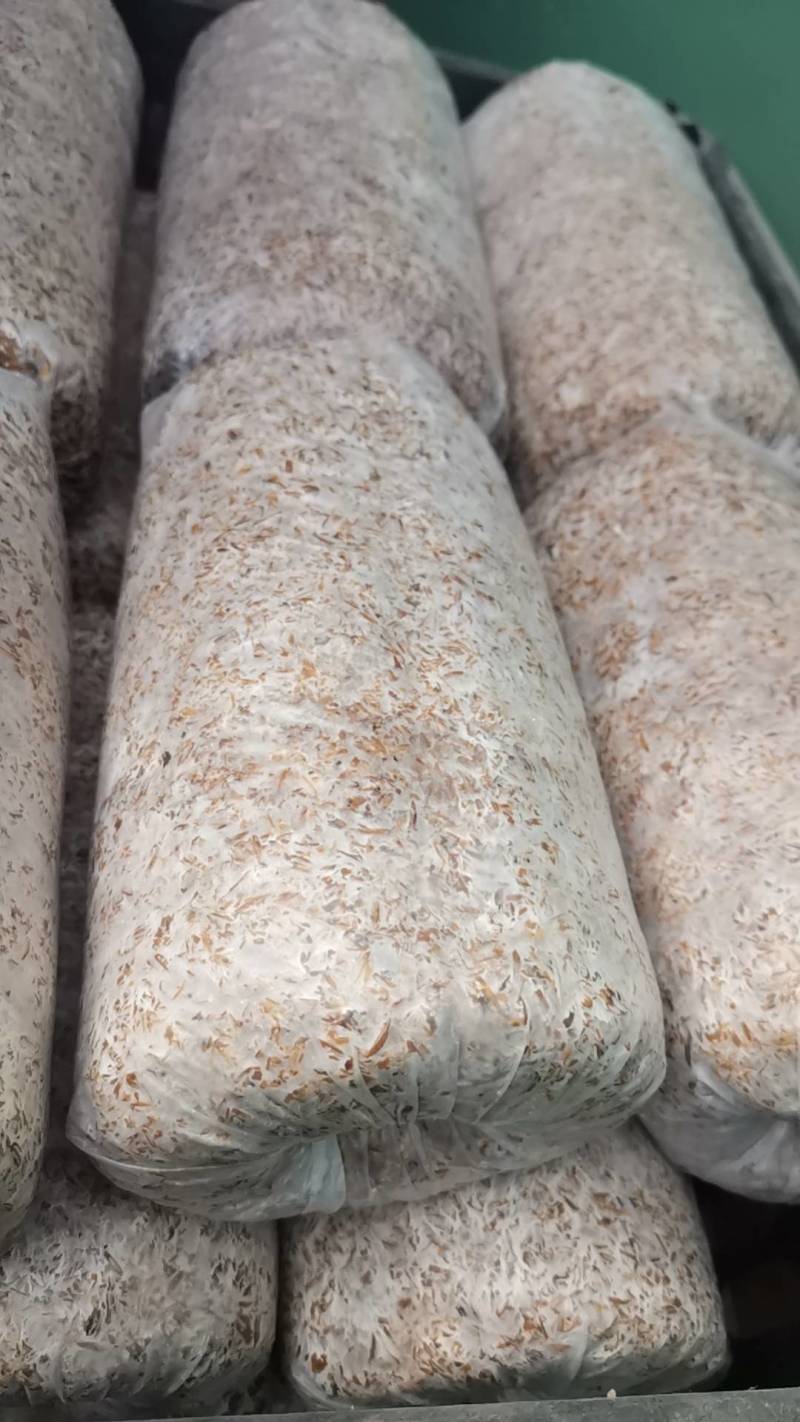 大球盖菇菌种。好种出好菇，黑龙江省绥化市北林区