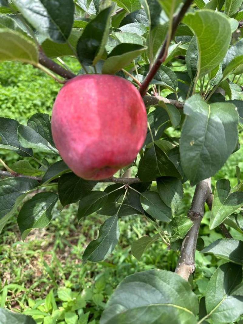 云南苹果昭通红露苹果大量上市产地直供量大从优