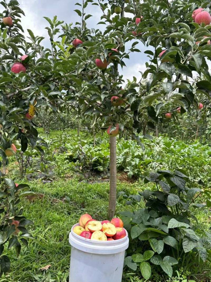 云南苹果昭通红露苹果大量上市产地直供量大从优