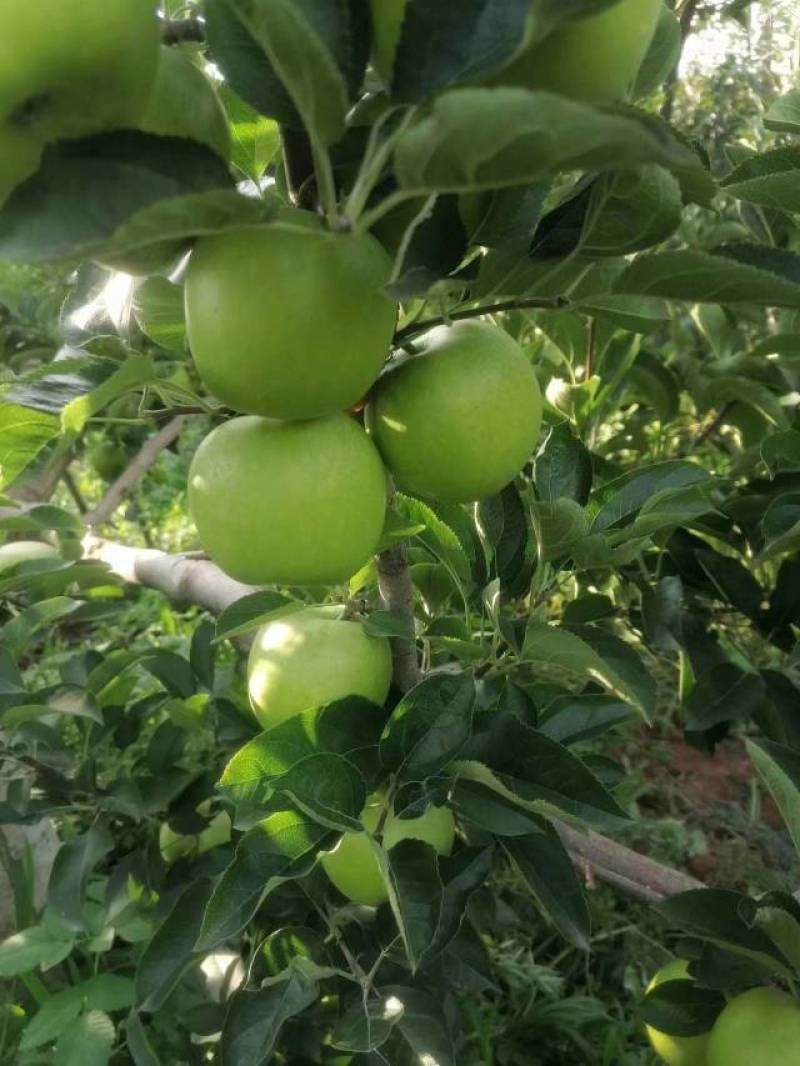 昭通苹果云南精品王林苹果对接商超量大从优欢迎来电