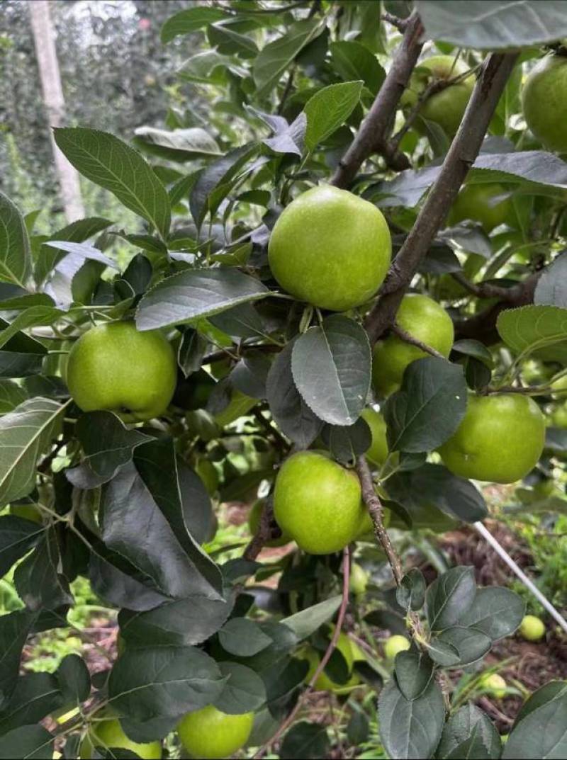 昭通苹果云南精品王林苹果对接商超量大从优欢迎来电