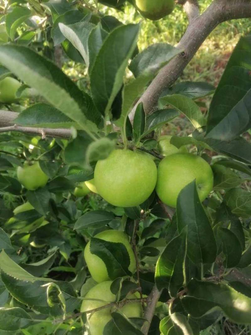 昭通苹果云南精品王林苹果对接商超量大从优欢迎来电