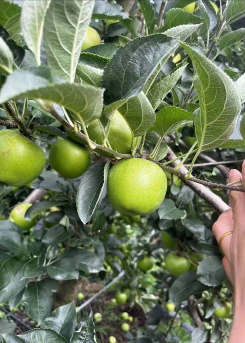 昭通苹果云南精品王林苹果对接商超量大从优欢迎来电