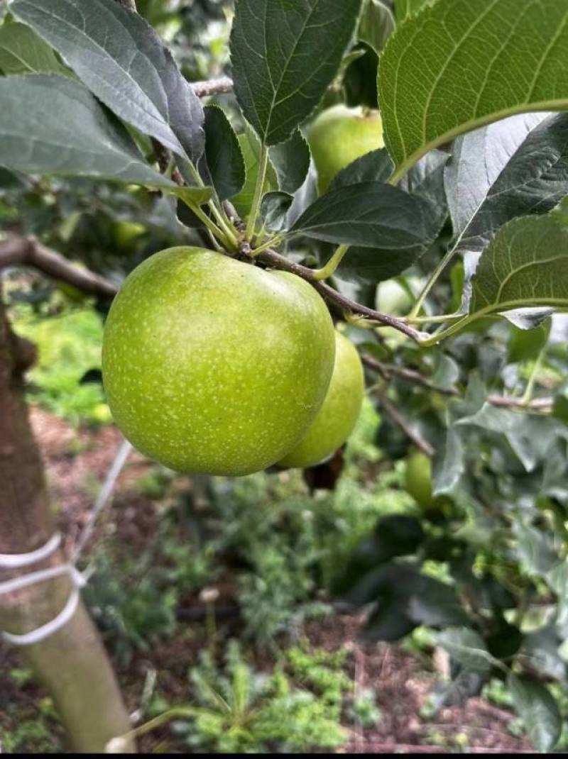 昭通苹果云南精品王林苹果对接商超量大从优欢迎来电