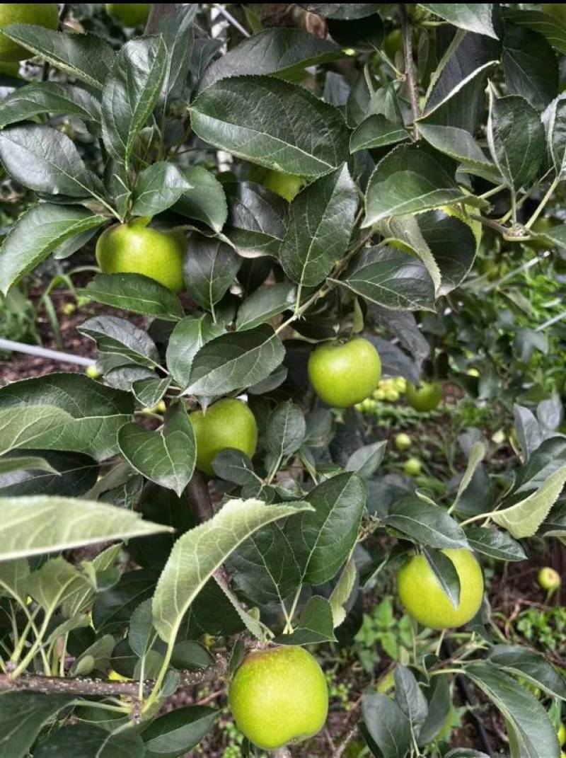昭通苹果云南精品王林苹果对接商超量大从优欢迎来电