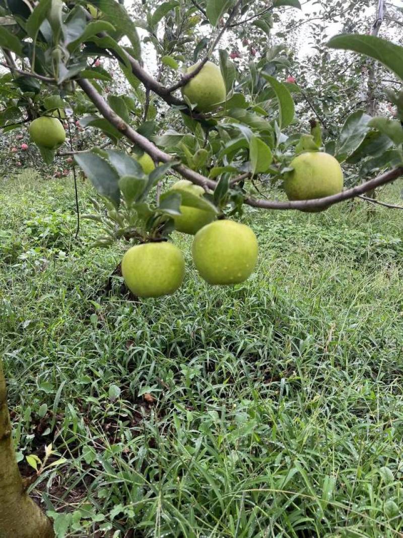昭通苹果云南精品王林苹果对接商超量大从优欢迎来电