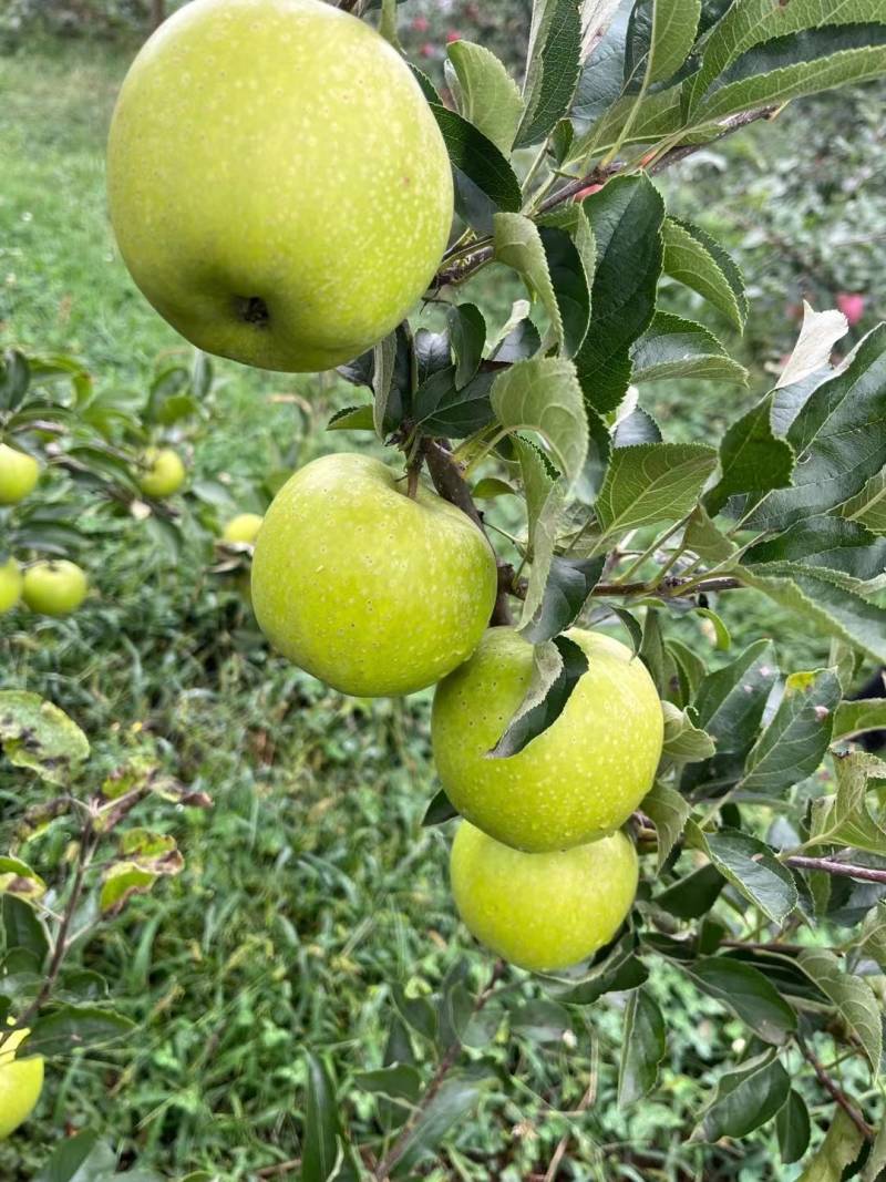 昭通苹果云南精品王林苹果对接商超量大从优欢迎来电