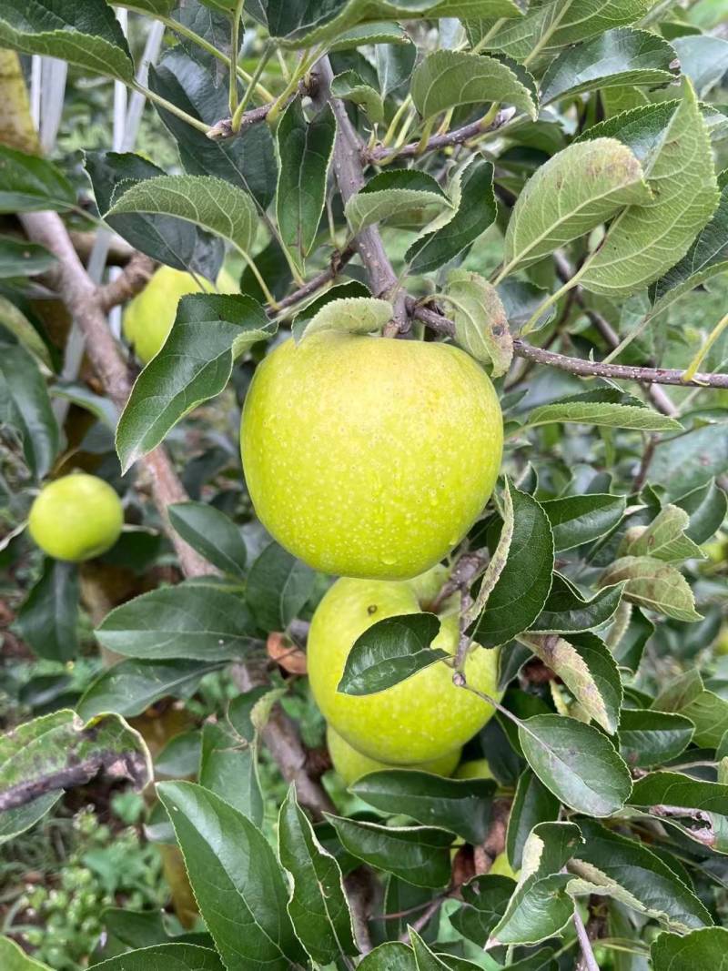 昭通苹果云南精品王林苹果对接商超量大从优欢迎来电
