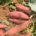 河北唐山红薯烟薯25软糯香甜可对接电商全国发货