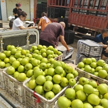 青黄冠梨热销中，质量好口感甜货源充足产地直发