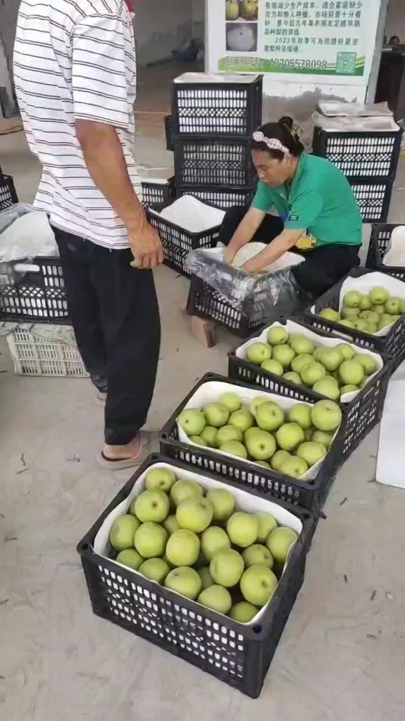 【热销】青黄冠梨皇冠梨质量好口感甜货源充足产地直发