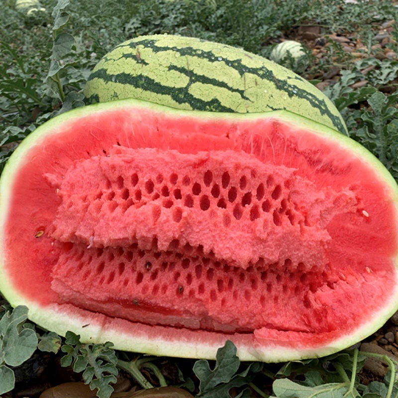 【热卖中】宁夏中卫西瓜硒砂瓜石头瓜个头大包熟包甜大量上市