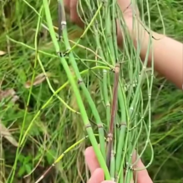 节节草。又名鼻管草