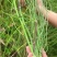 节节草。又名鼻管草