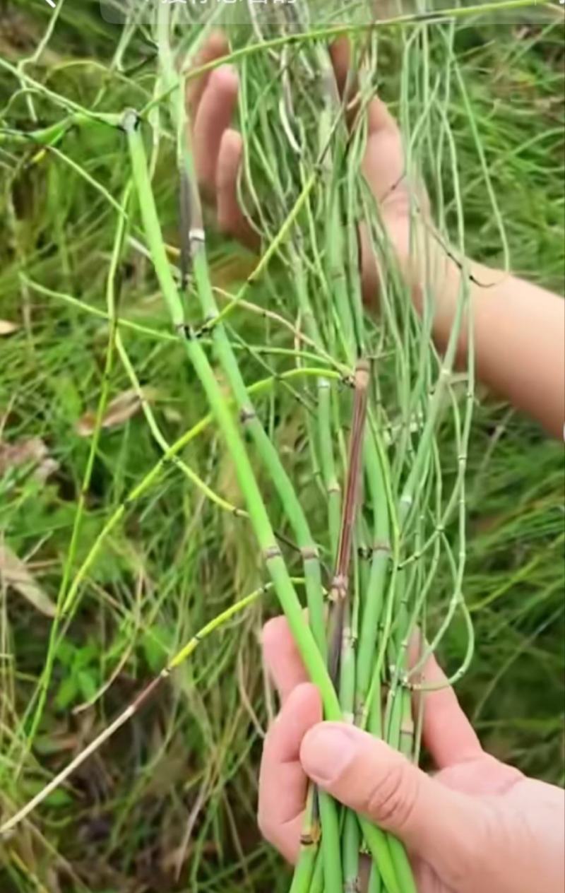 节节草。又名鼻管草