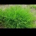节节草。又名鼻管草