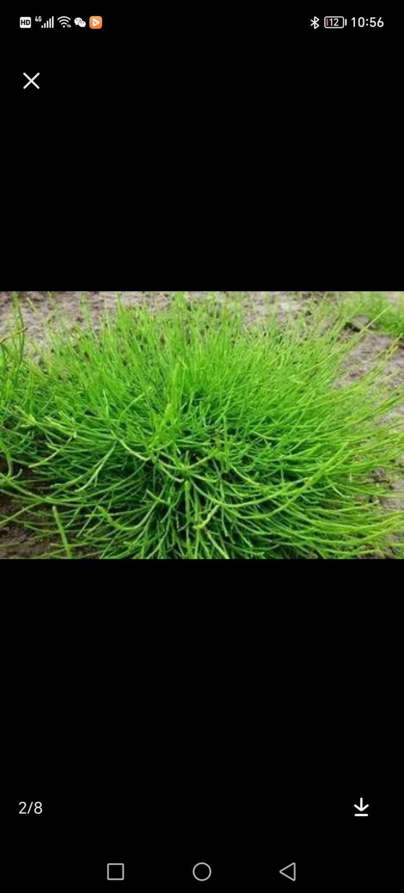 节节草。又名鼻管草