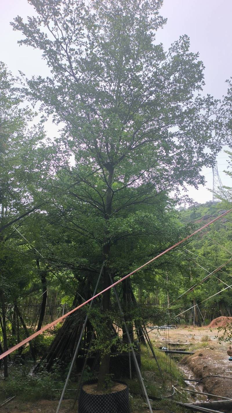 出售细叶榄仁锦叶榄仁移植袋苗地苗需要的老板联系