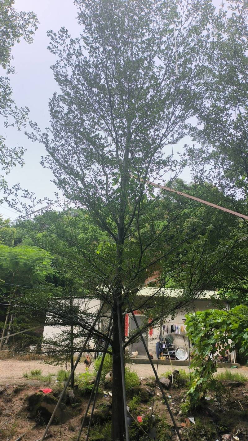 出售细叶榄仁锦叶榄仁移植袋苗地苗需要的老板联系