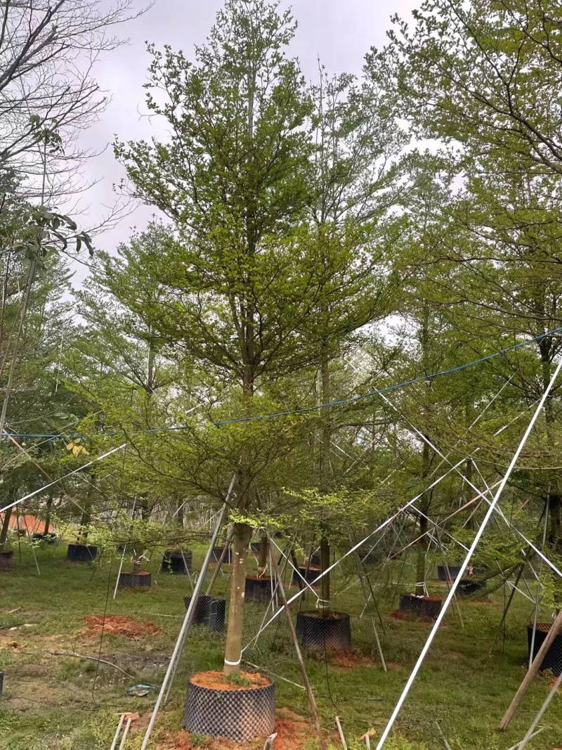出售细叶榄仁锦叶榄仁移植袋苗地苗需要的老板联系