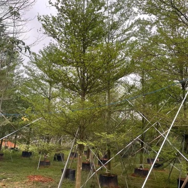 出售细叶榄仁锦叶榄仁移植袋苗地苗需要的老板联系