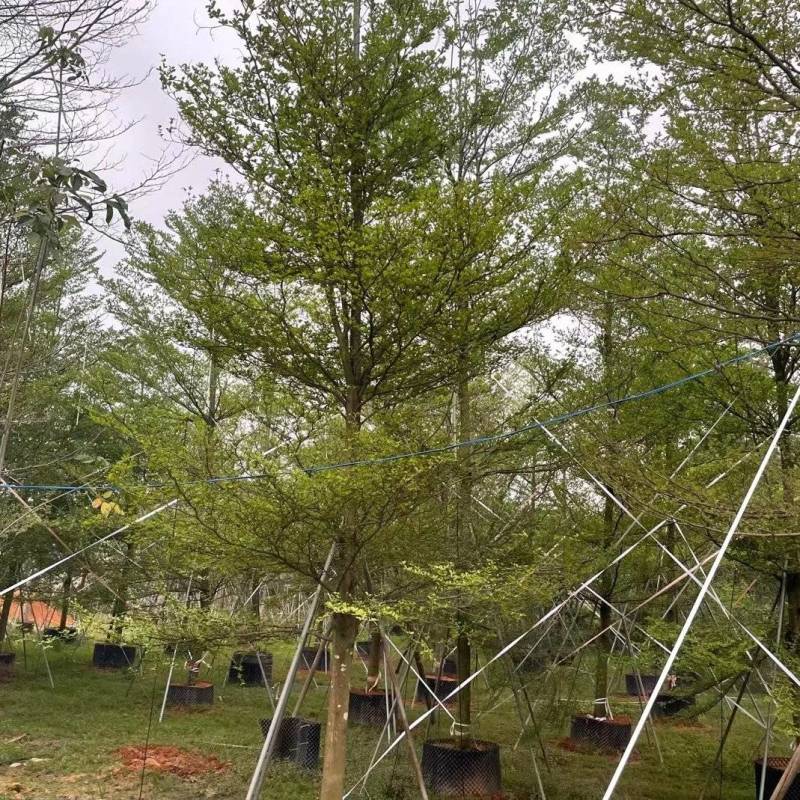 出售细叶榄仁锦叶榄仁移植袋苗地苗需要的老板联系