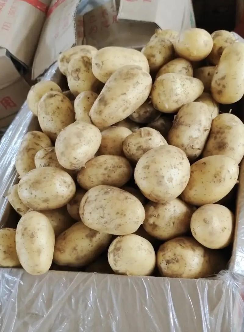 【实力推荐】荷兰十五土豆产地直发一手货源欢迎来电咨询