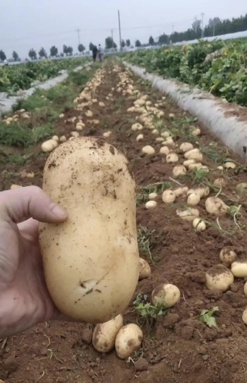 【实力推荐】荷兰十五土豆产地直发一手货源欢迎来电咨询