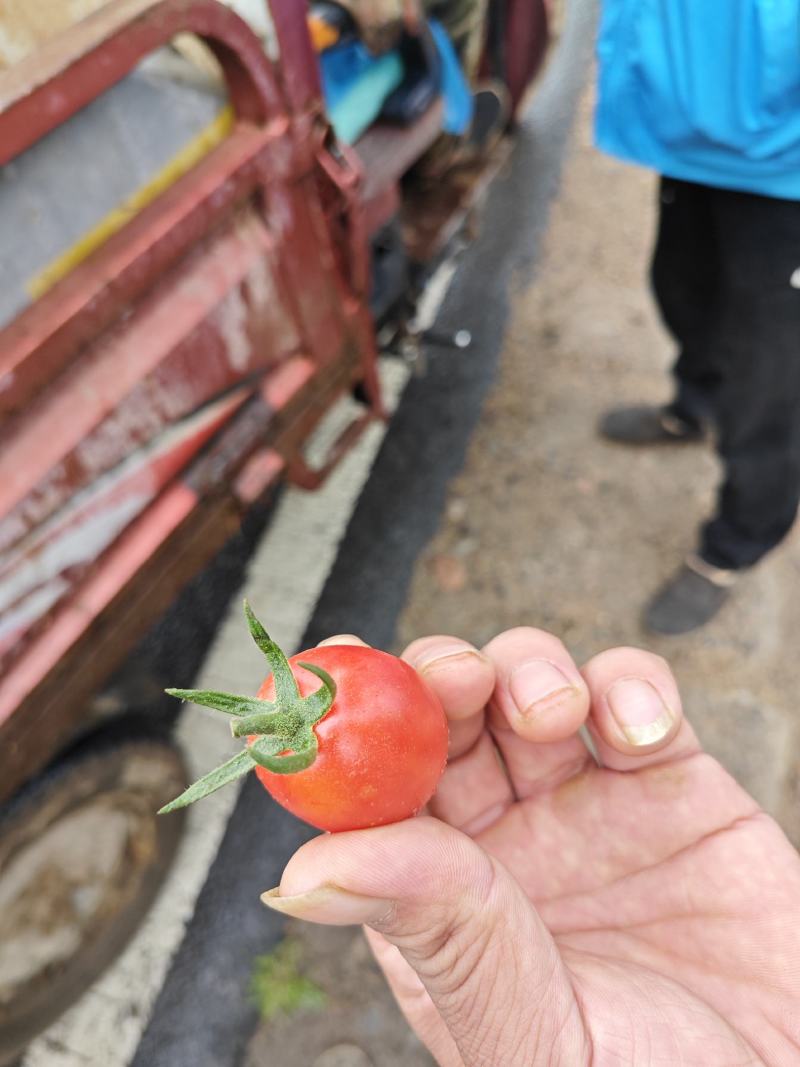 千禧圣女果！直圆黄色迷恋！产地大量上市！口感倍棒！
