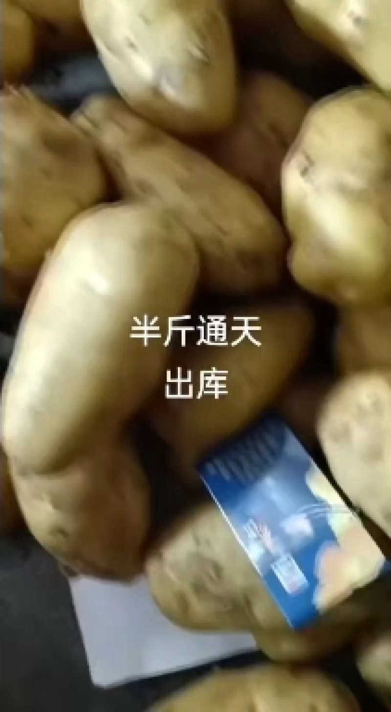 山东冷库土豆荷兰十五多个品种多个规格大量现货供应