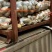 山东冷库土豆荷兰十五多个品种多个规格大量现货供应