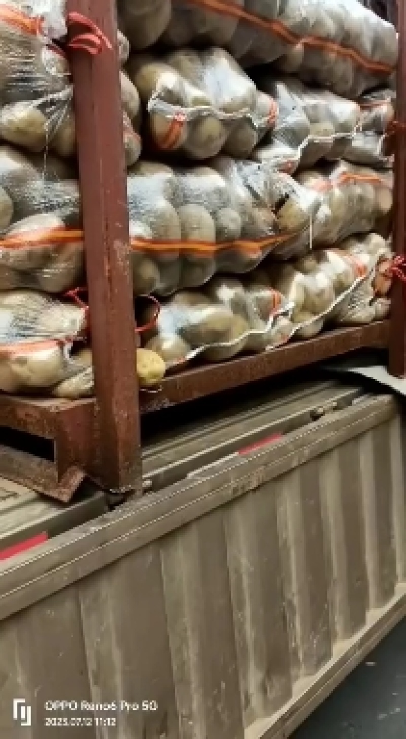 山东冷库土豆荷兰十五多个品种多个规格大量现货供应