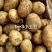 山东冷库土豆荷兰十五多个品种多个规格大量现货供应