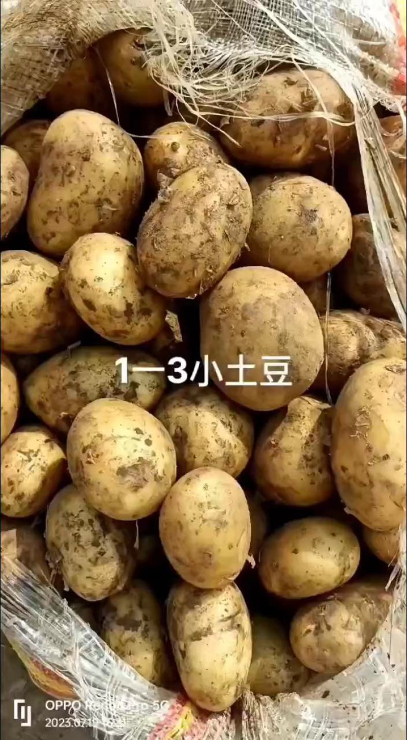 山东冷库土豆荷兰十五多个品种多个规格大量现货供应
