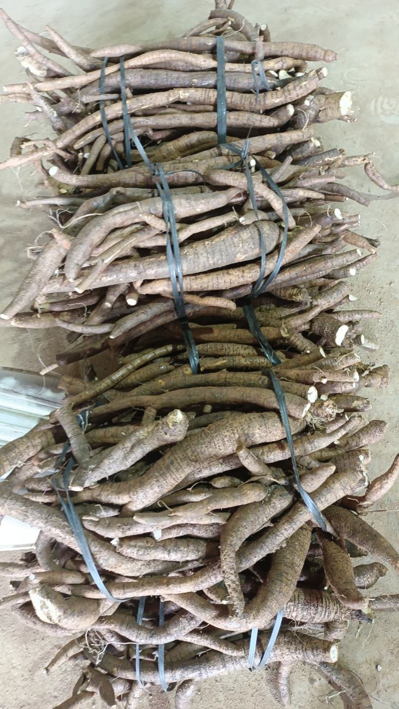 小叶中大统牛长期供应商