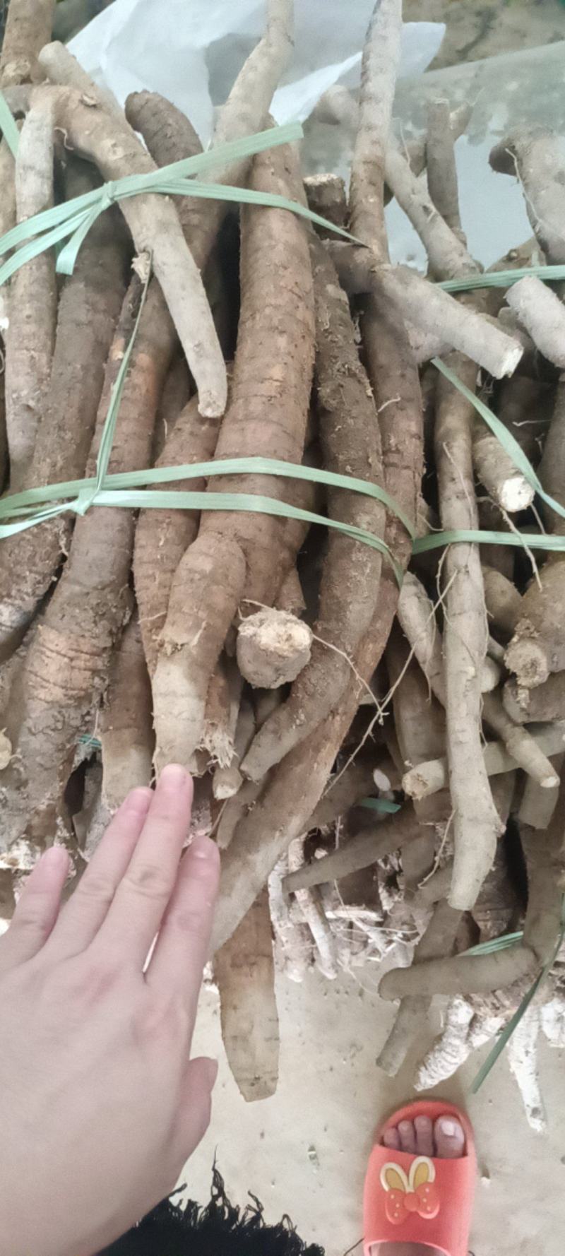 小叶中大统牛长期供应商
