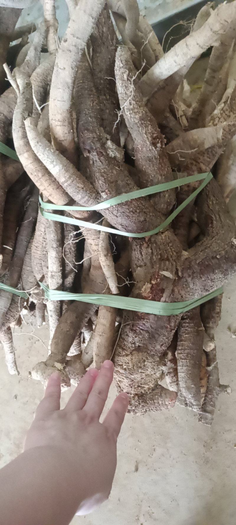 小叶中大统牛长期供应商