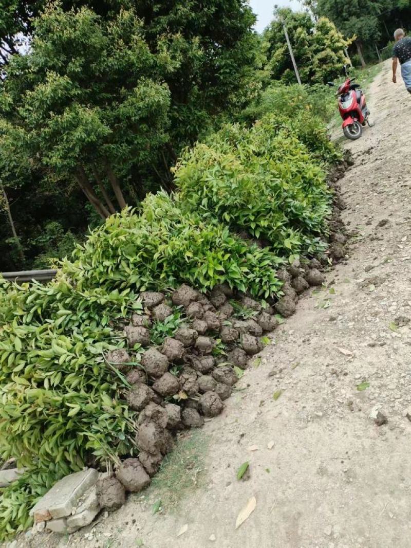 天竺桂绿篱，高度80-2米各种规格，基地批发