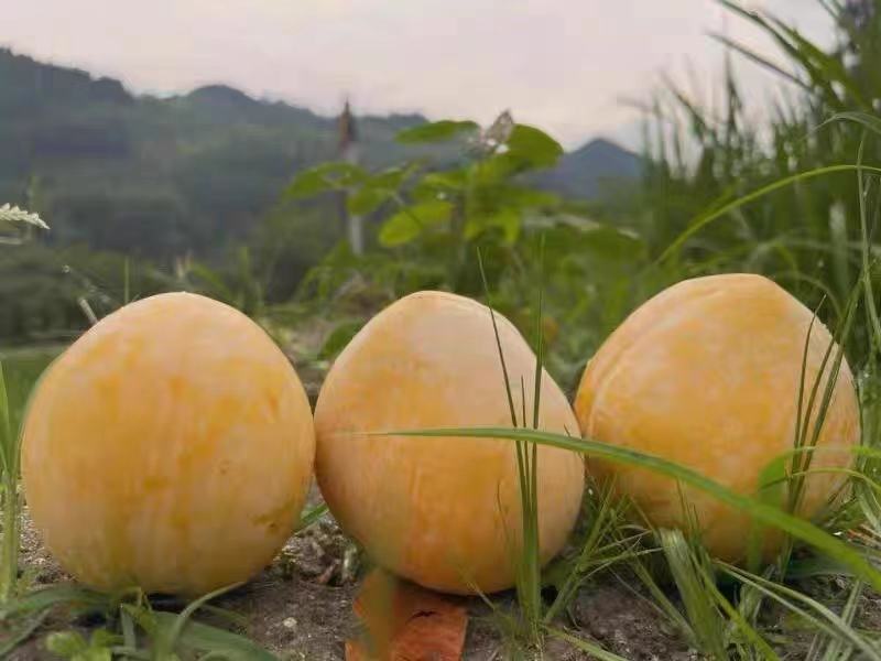 黑布林李子成熟度对比图