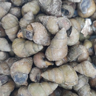 食用螺上货啦