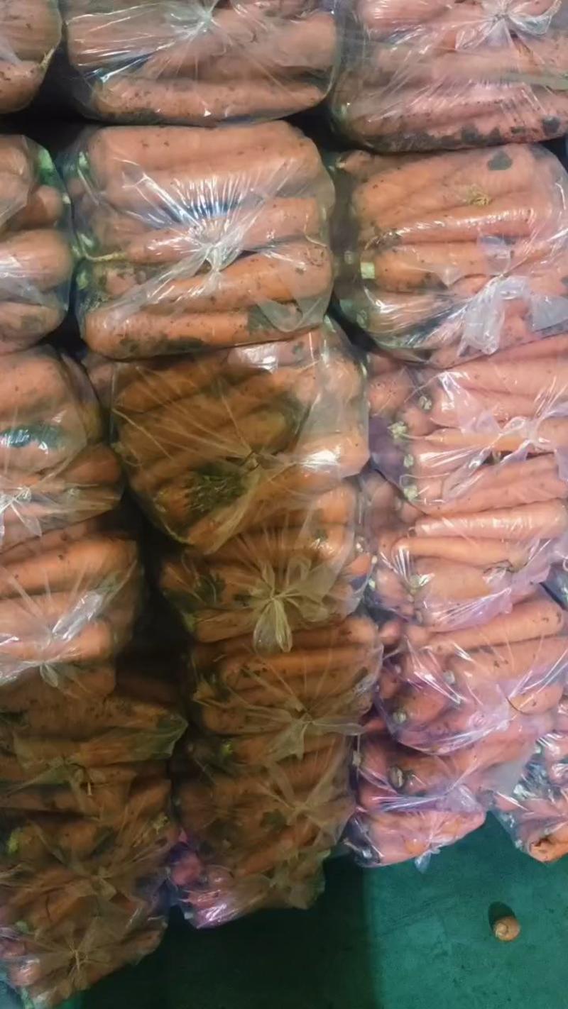 热卖山东青岛胡萝卜三红胡萝卜全国发货产地直发