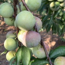 半边红李子茵红李大量上市有需要的我合作共赢